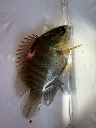 Catopra (Pristolepis fasciata) — Pristolepididae — 5