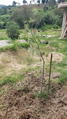 Pinus maximartinezii