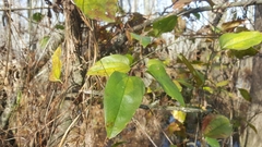 Smilax walteri