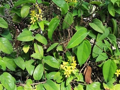Galphimia glauca