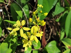 Galphimia glauca