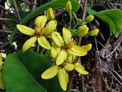 Galphimia glauca
