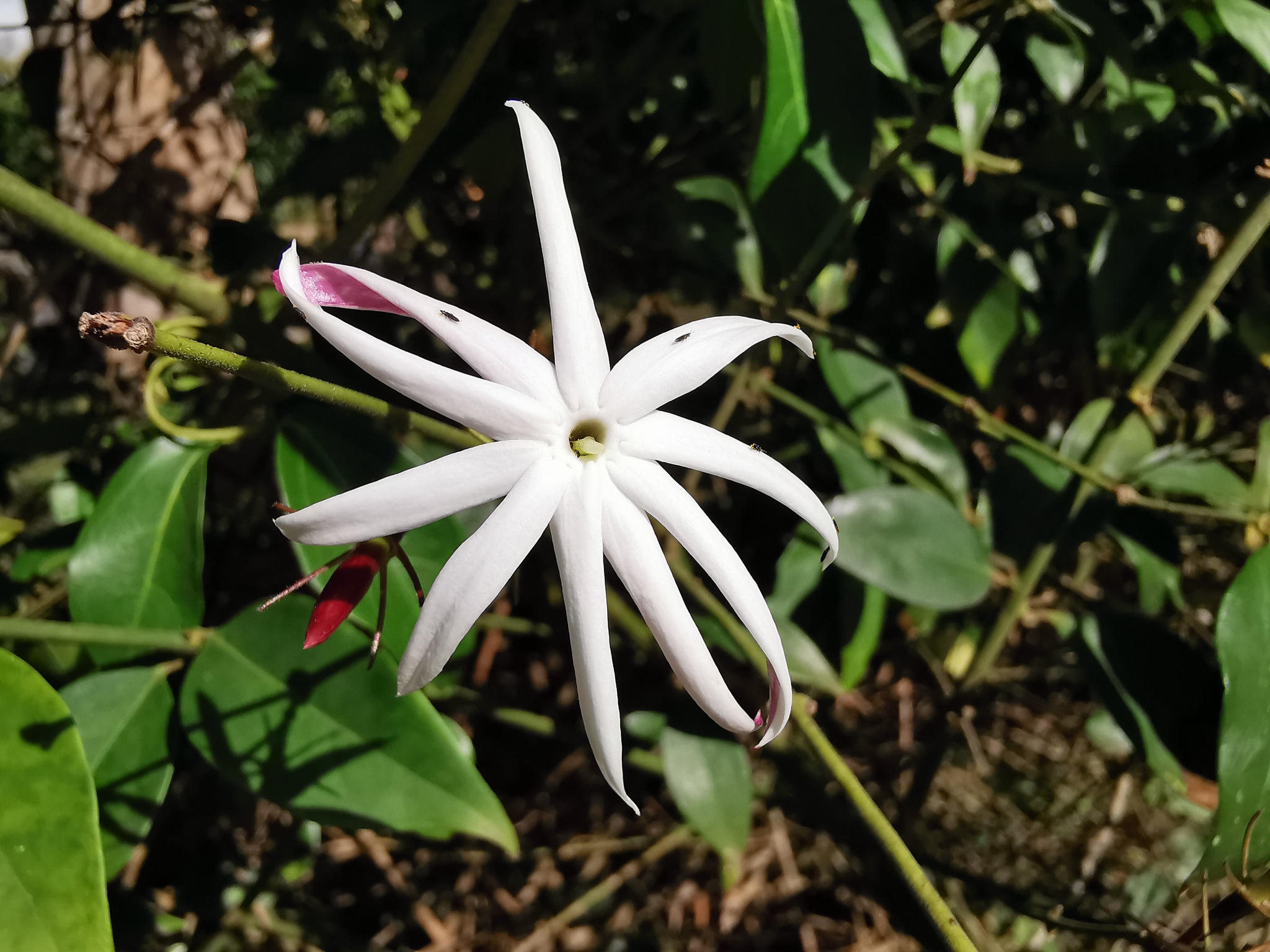 Imagem de Jasmim-estrela