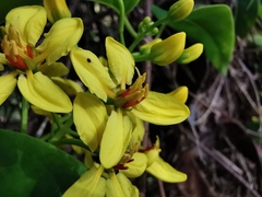 Galphimia glauca