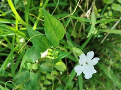 Thunbergia laevis