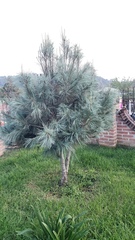 Pinus maximartinezii