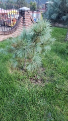 Pinus maximartinezii