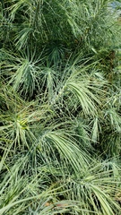 Pinus maximartinezii