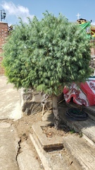 Pinus maximartinezii