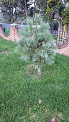 Pinus maximartinezii