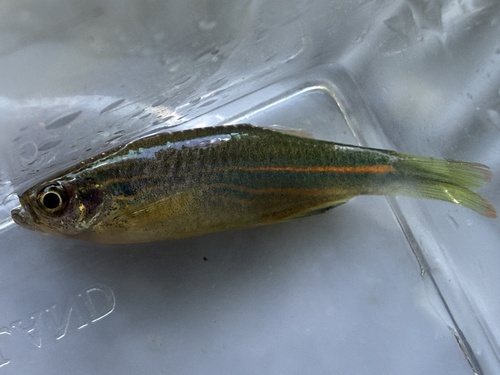 Blue danio (Danio kerri) — Cyprinidae — 2