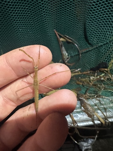 iNaturalist observation photo of Ranatra