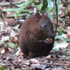 Hypsiprymnodon moschatus