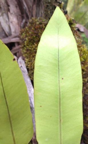 Elaphoglossum aemulum observed 2025-09-21