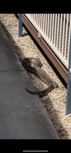 Coastal Carpet Python sighting