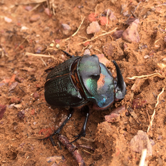 Coprophanaeus ensifer