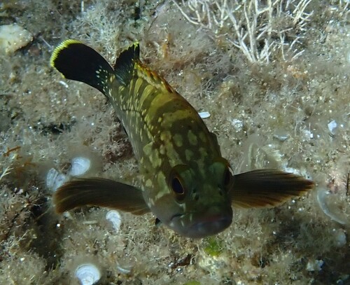 Epinephelus marginatus
