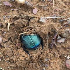 Coprophanaeus ensifer