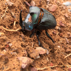 Coprophanaeus ensifer