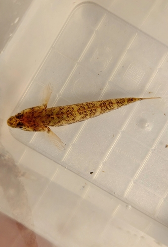 Monkey Goby, Голосеевский район, Киев, Украина, 02000, photo 10 of 10