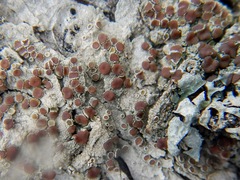 Lecanora wisconsinensis
