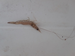 Penaeus