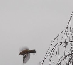 Fringilla coelebs coelebs
