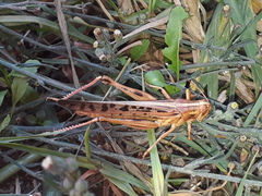 Schistocerca piceifrons