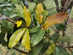 Ochna mauritiana