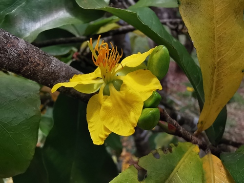 Ochna mauritiana · iNaturalist Mexico