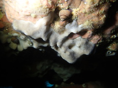 Penares cortius
