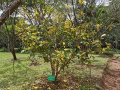 Ochna mauritiana