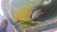 Chloroscombrus chrysurus