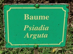 Psiadia arguta