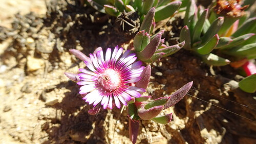 Acrodon parvifolius (Acrodon parvifolius)