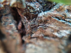 Prenolepis nitens