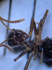Prenolepis nitens