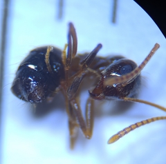 Prenolepis nitens
