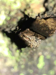 Hyla japonica