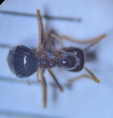 Prenolepis nitens