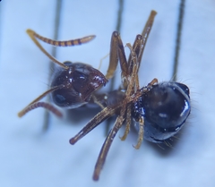 Prenolepis nitens