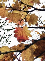 Acer japonicum