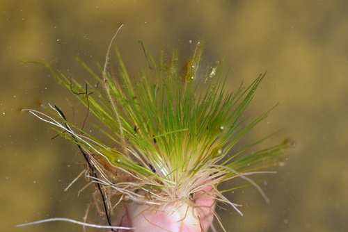 Trithuria inconspicua (Trithuria inconspicua)