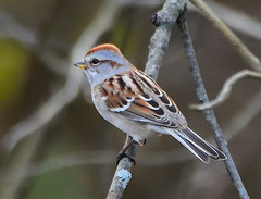 American Tree Sparrow photo 2
