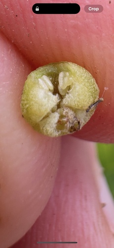 Steganthera macooraia, 2025-09-21