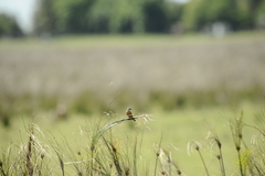 Sporophila palustris
