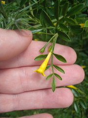 Chrysojasminum humile