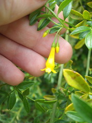 Chrysojasminum humile