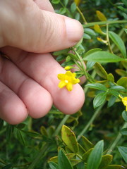 Chrysojasminum humile