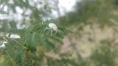 Compsus auricephalus